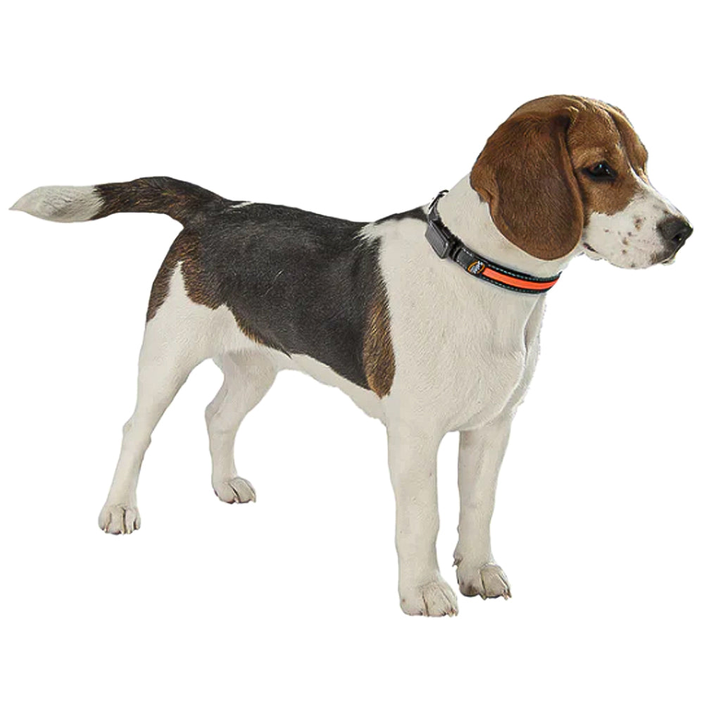 SOLAR NIGHT C - Collare riflettente e lampeggiante con ricarica solare/USB per cani