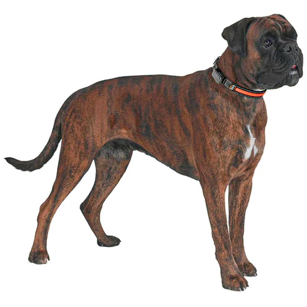 SOLAR NIGHT C - Collare riflettente e lampeggiante con ricarica solare/USB per cani