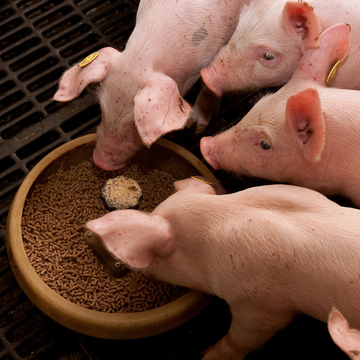 Mangime per suinetti da latte Prestarter primo svezzamento 25KG