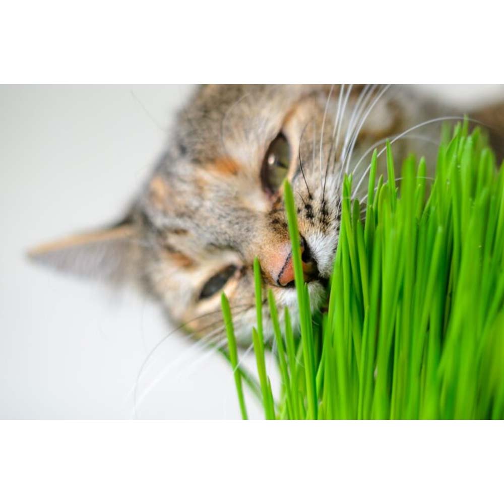 Erba Gatta - Integratore Alimentare per Gatti Domestici