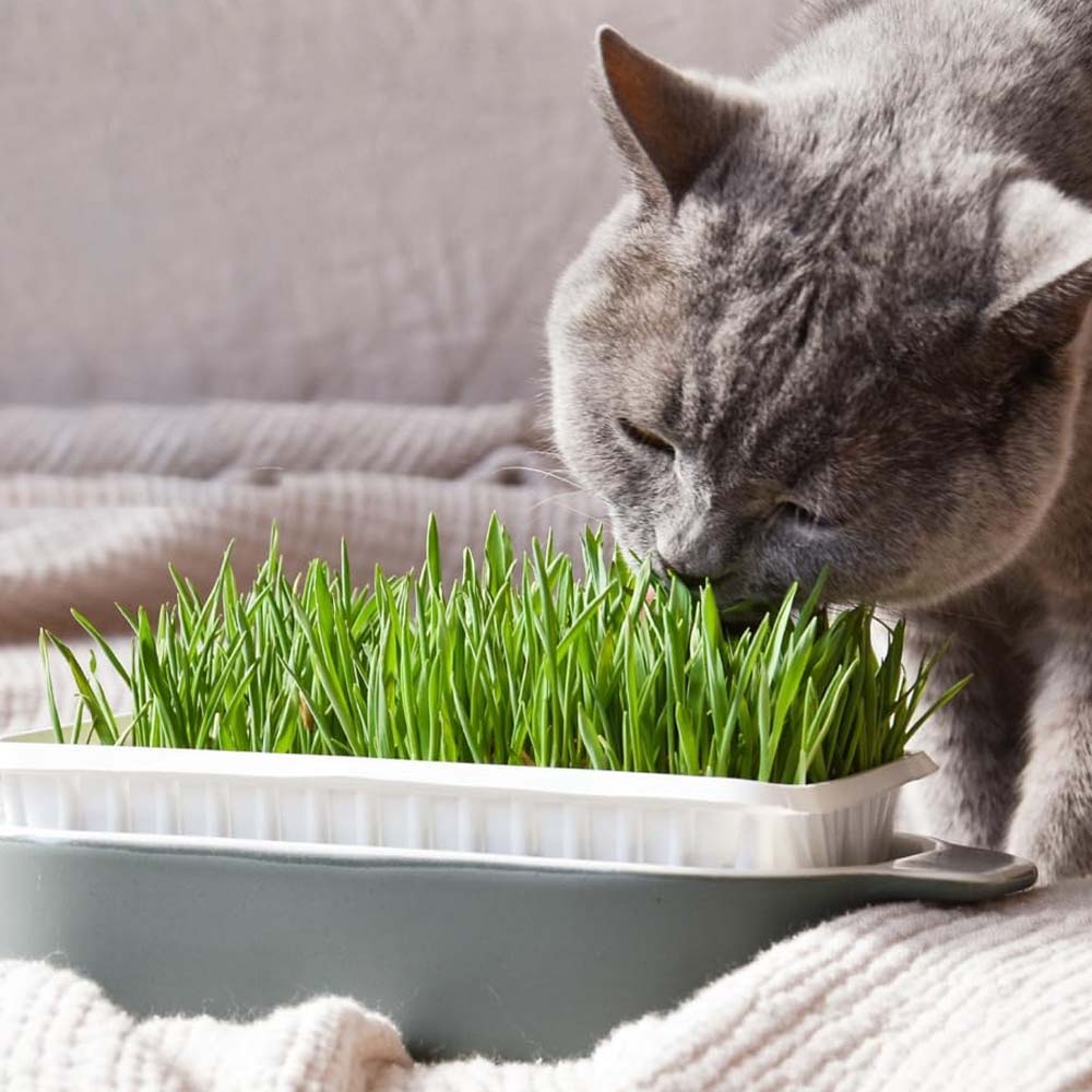 Erba Gatta - Integratore Alimentare per Gatti Domestici