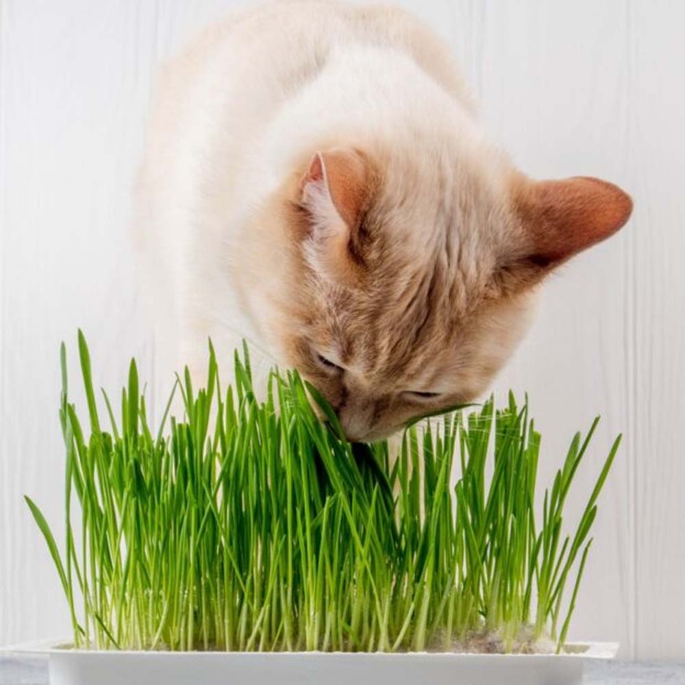 Erba Gatta - Integratore Alimentare per Gatti Domestici