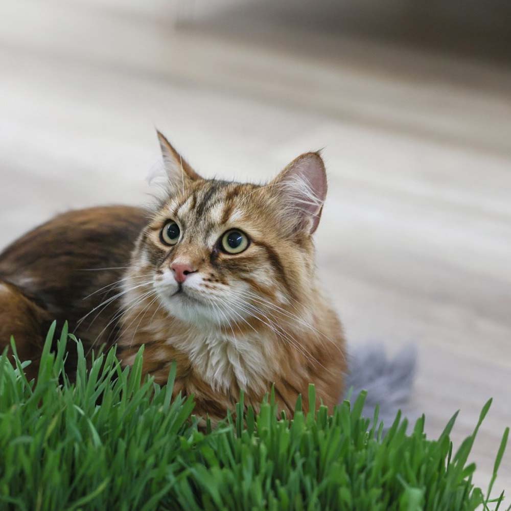 Erba Gatta - Integratore Alimentare per Gatti Domestici