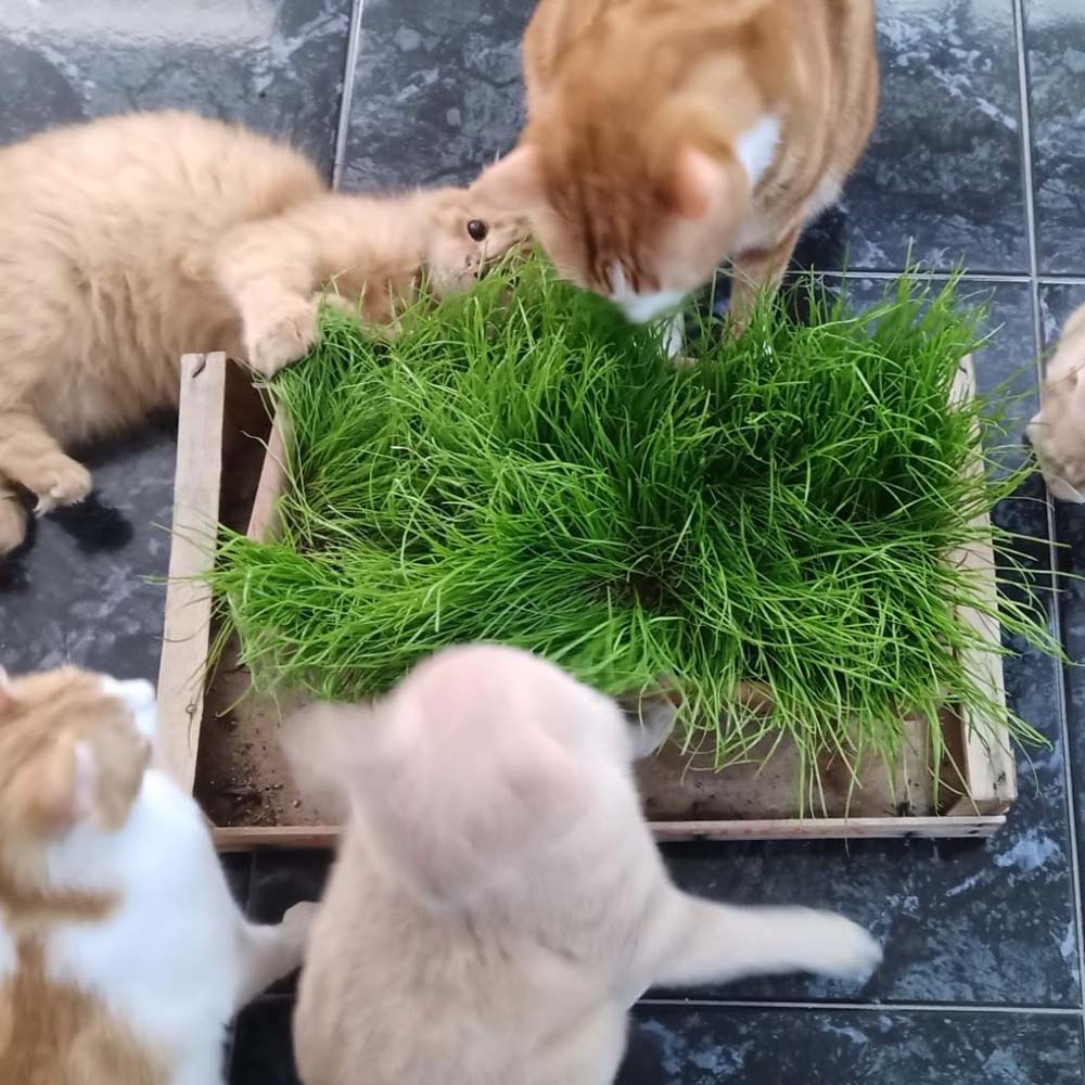 Erba Gatta - Integratore Alimentare per Gatti Domestici