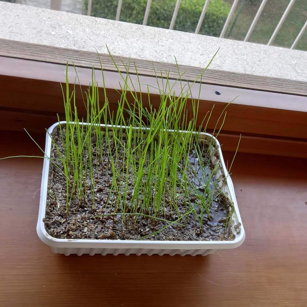 Erba Gatta - Integratore Alimentare per Gatti Domestici