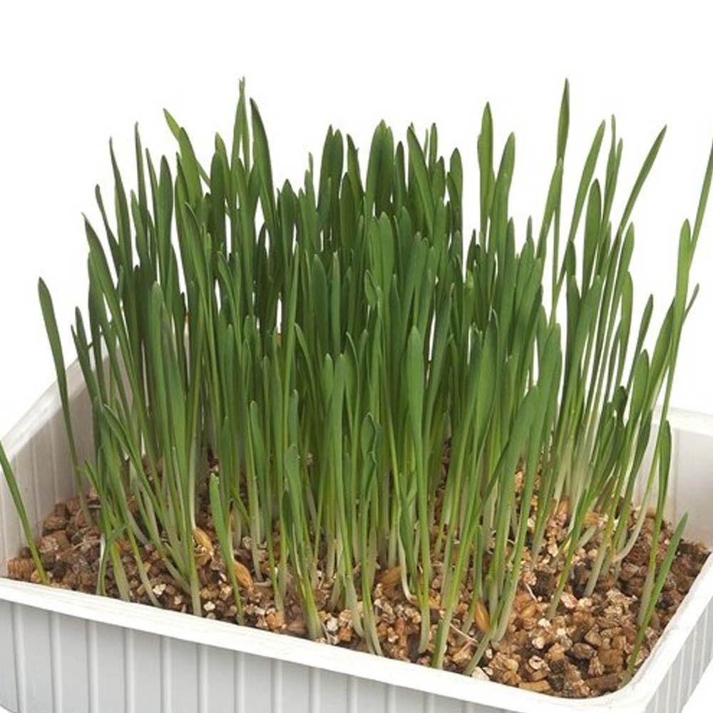 Erba Gatta - Integratore Alimentare per Gatti Domestici