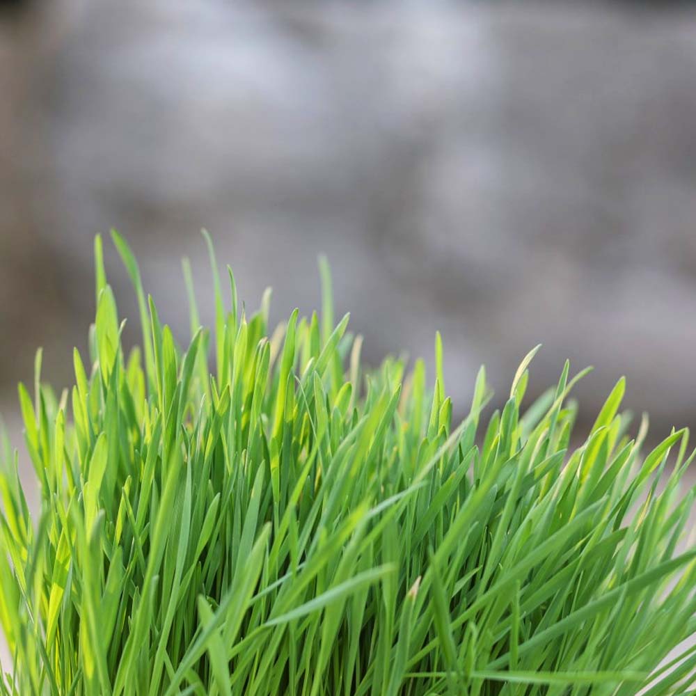 Erba Gatta - Integratore Alimentare per Gatti Domestici