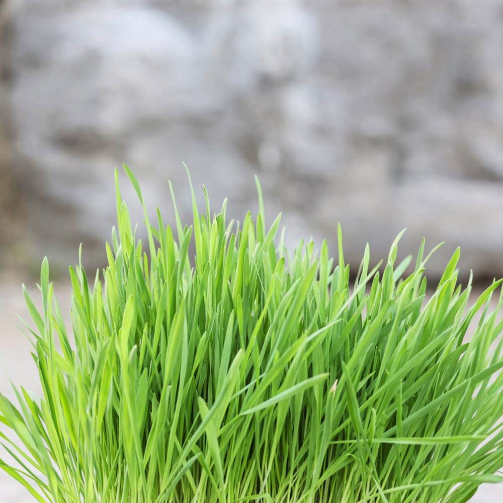 Erba Gatta - Integratore Alimentare per Gatti Domestici