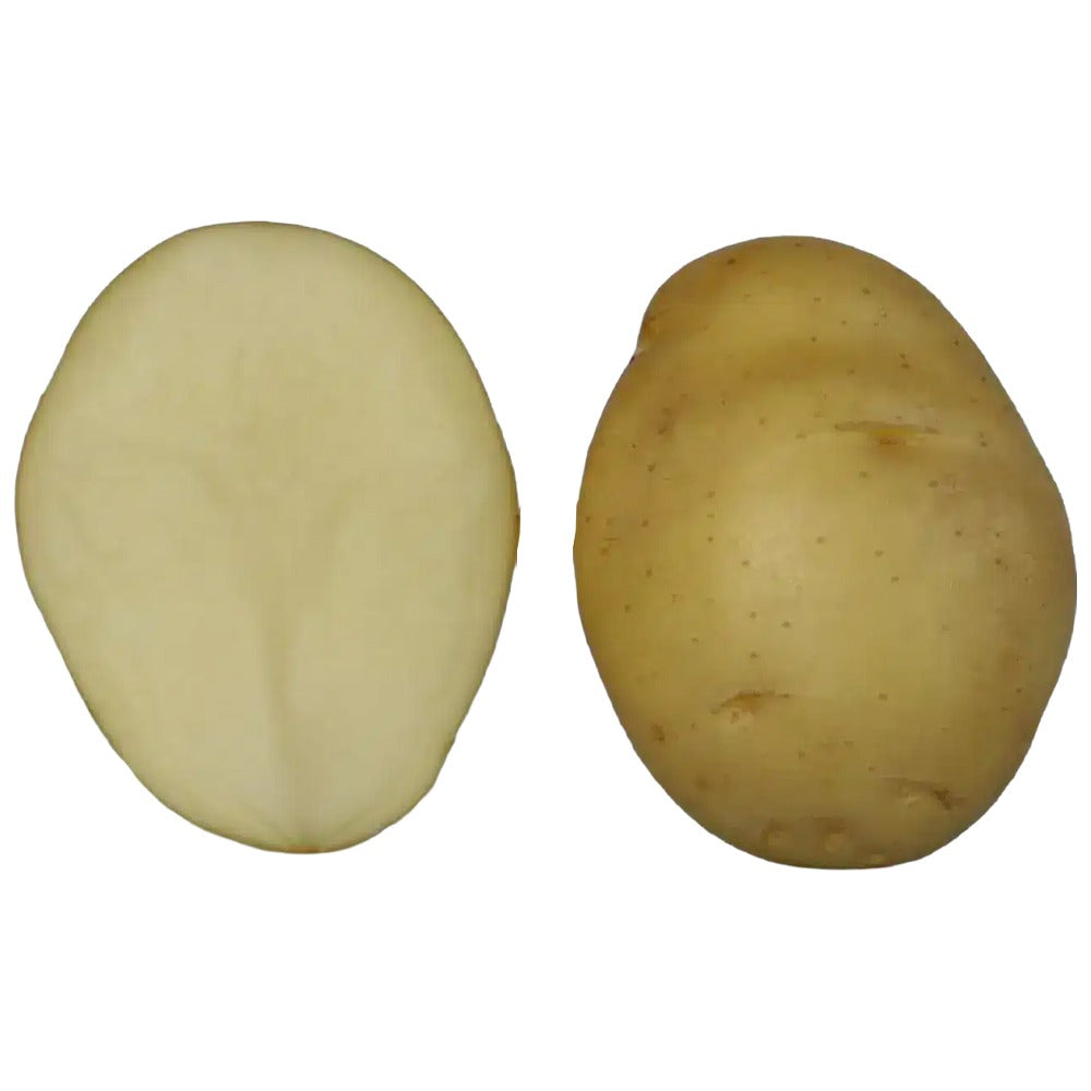 Saatkartoffel Mondial Vorwiegend Festkochend – 25kg