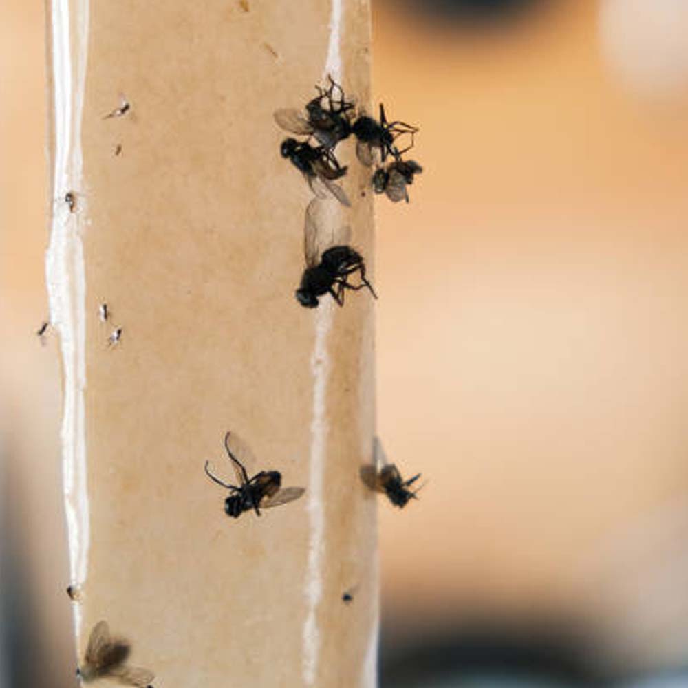 Carta moschicida VAPE