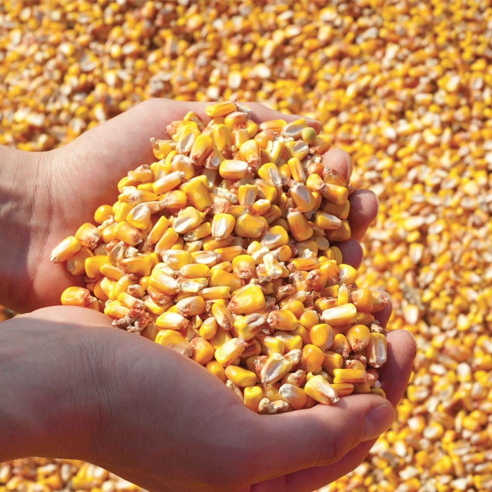 Additivi insilati Kofasil Mais 25kg