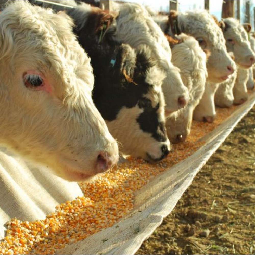 Additivi insilati Kofasil Mais 25kg