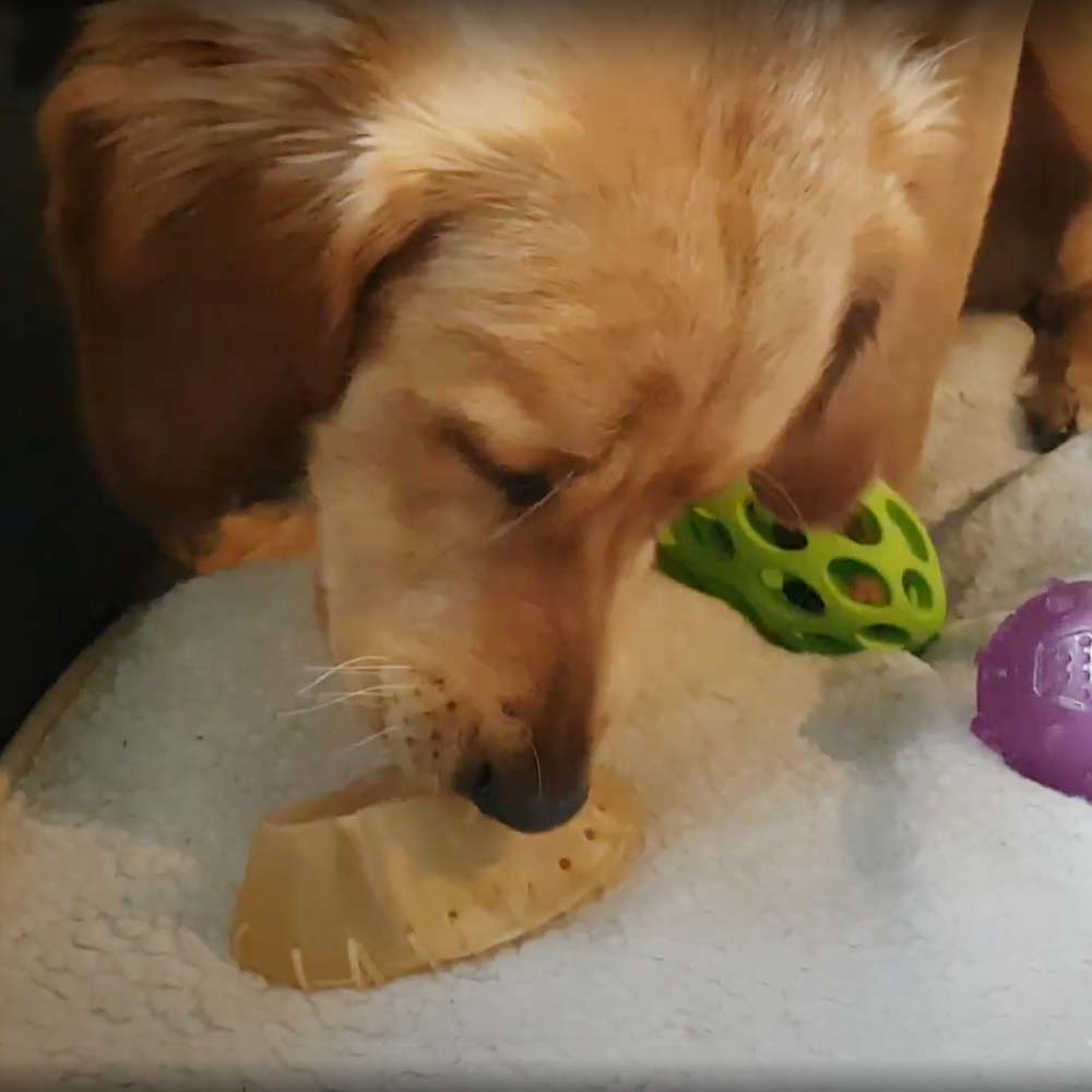 Scarpe da Masticare per Cani in Pelle di Manzo