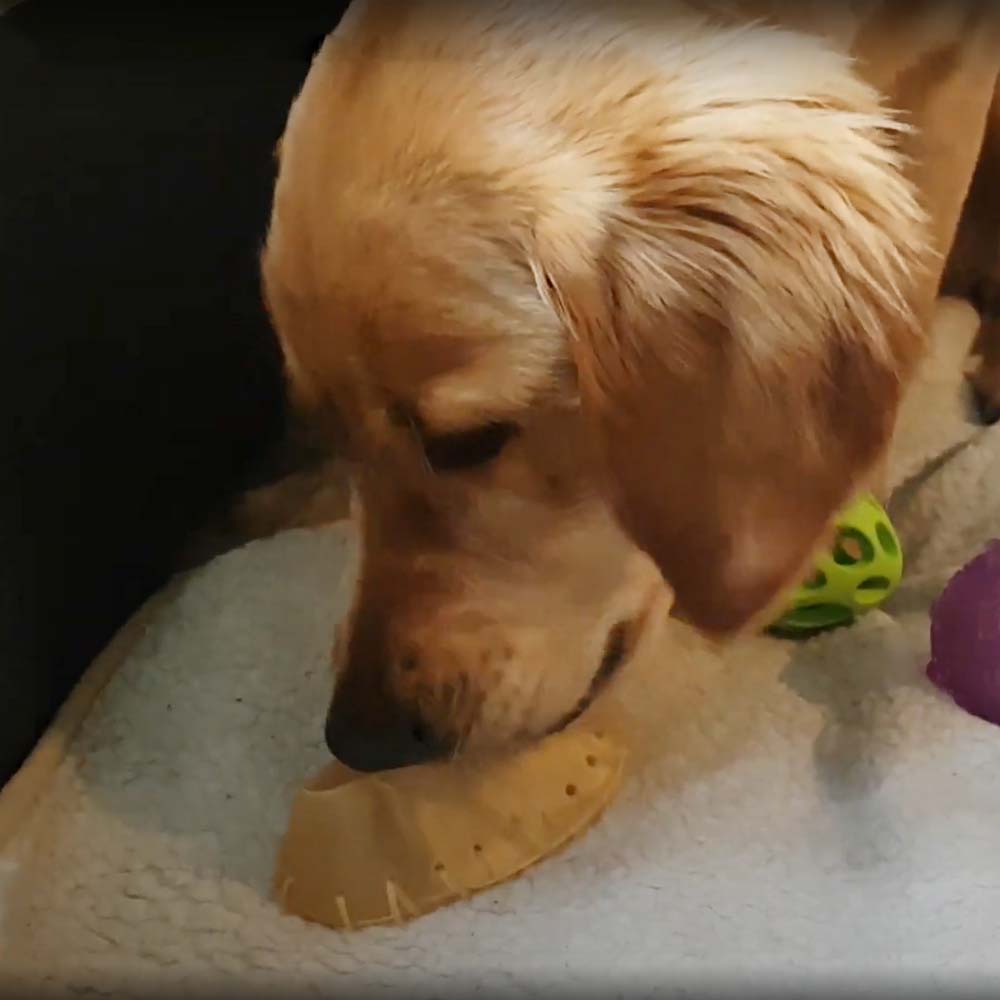 Scarpe da Masticare per Cani in Pelle di Manzo