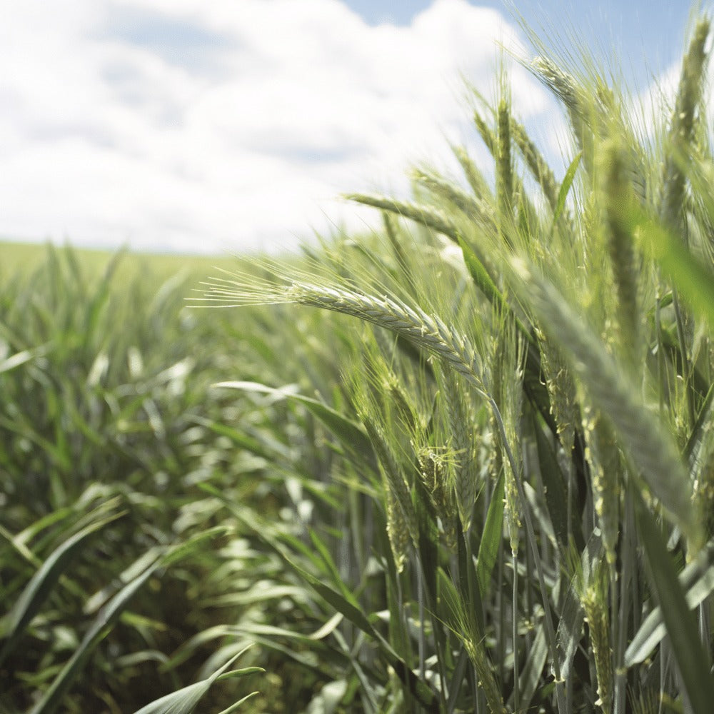 Wintertriticale Claudius 30kg
