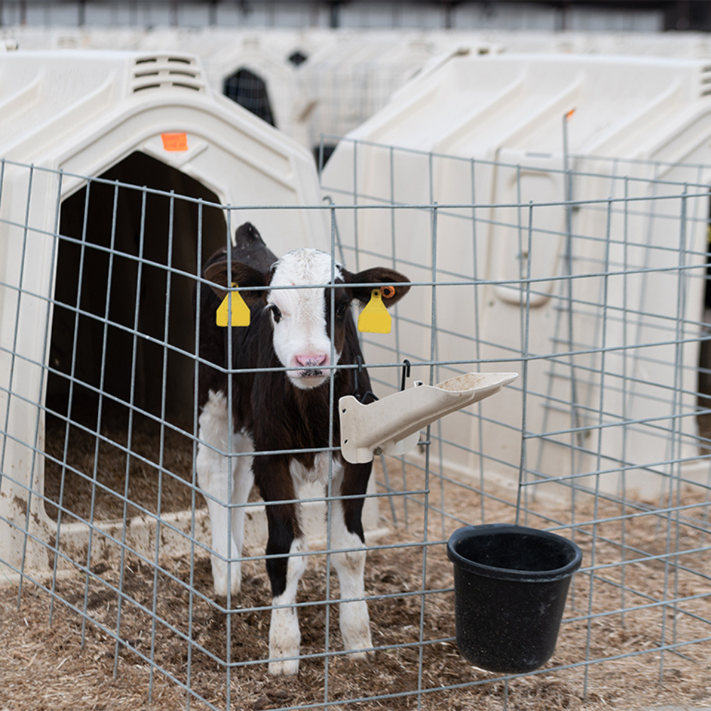 Kälberhütte Absperrgitter