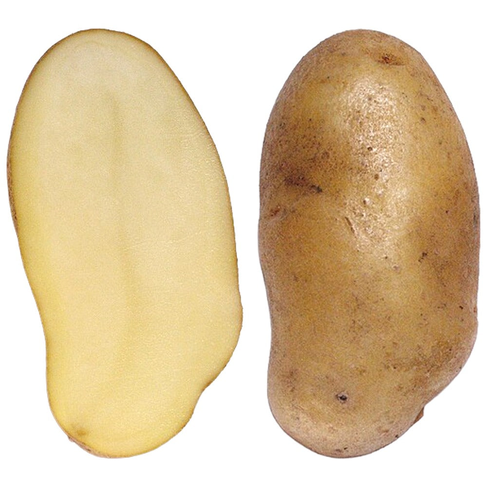 Saatkartoffel Solo Festkochend – 25kg Sack