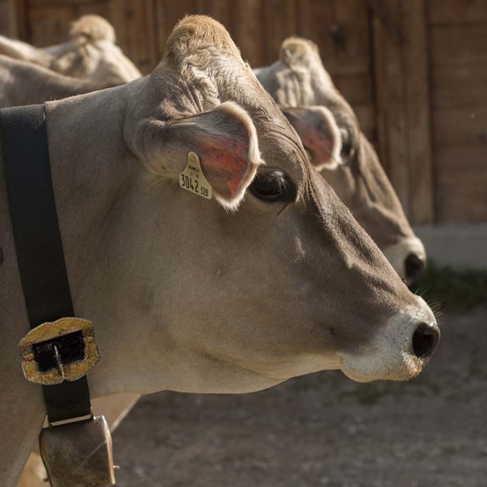 Cinturino in Pelle per Vitelli con Fibbia in Metallo