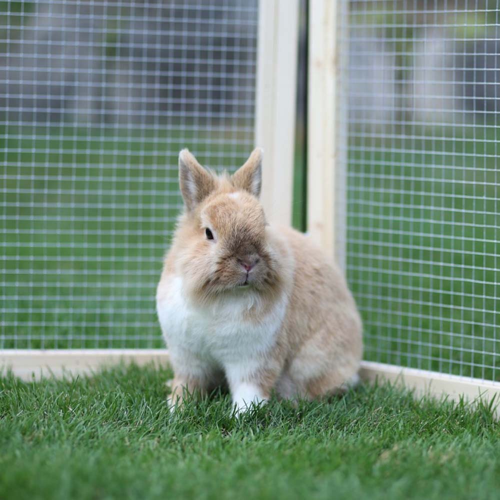Recinto per Animali Vario da Esterno con Tetto e Rete
