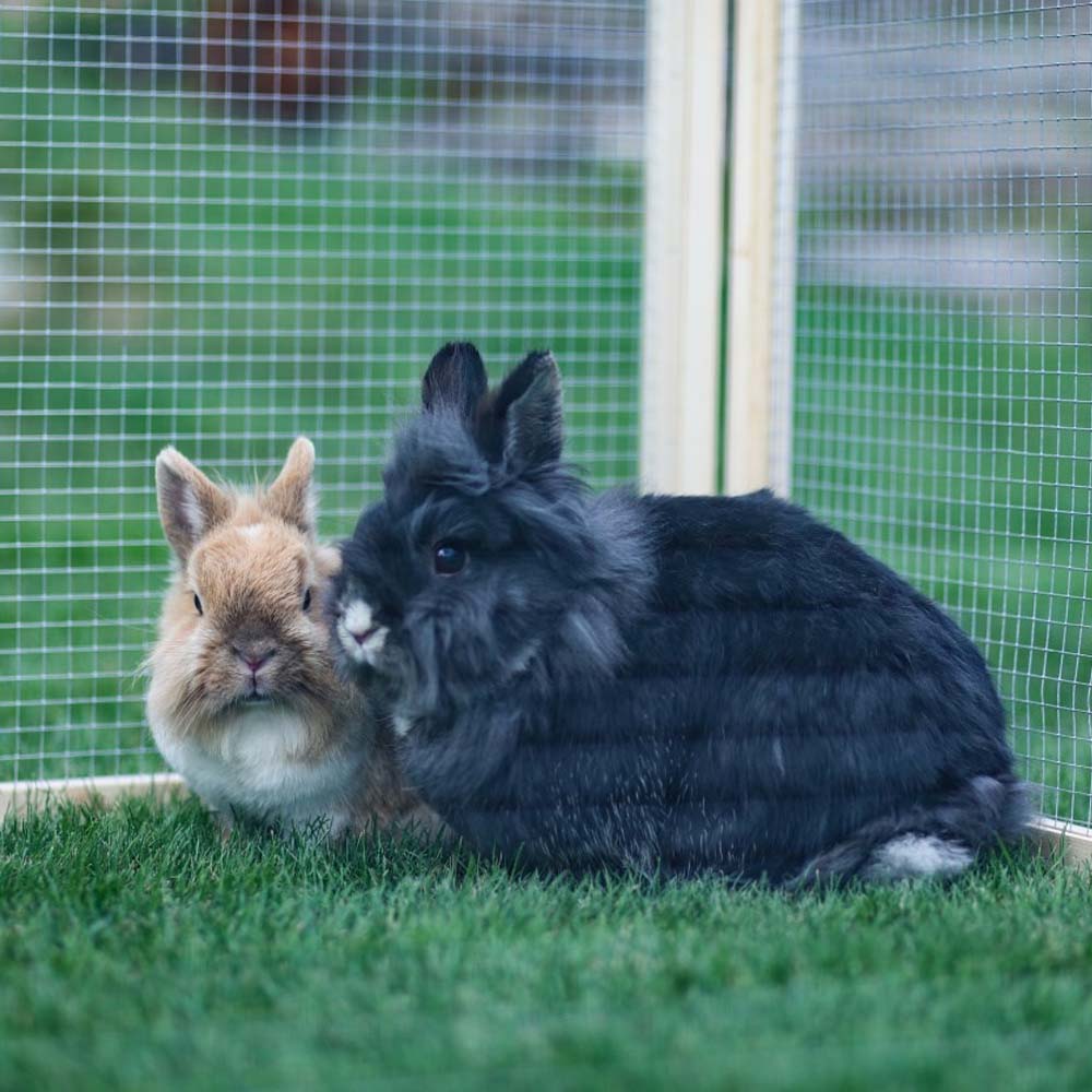 Recinto per Animali Vario da Esterno con Tetto e Rete