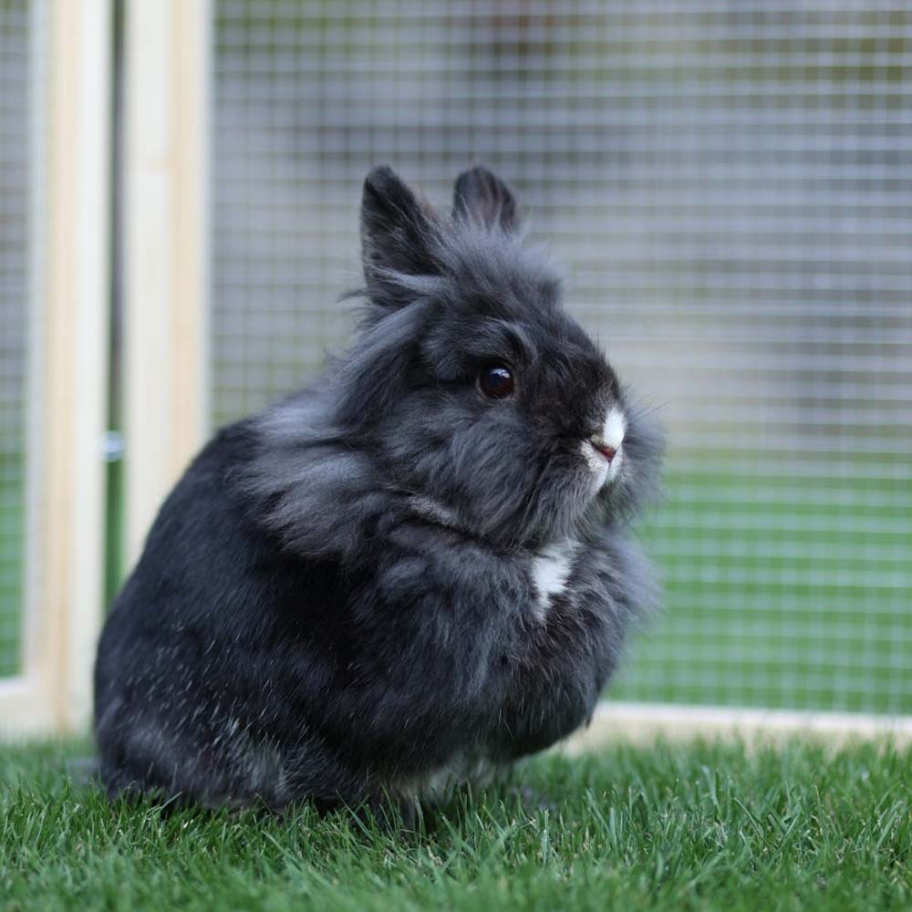 Recinto per Animali Vario da Esterno con Tetto e Rete