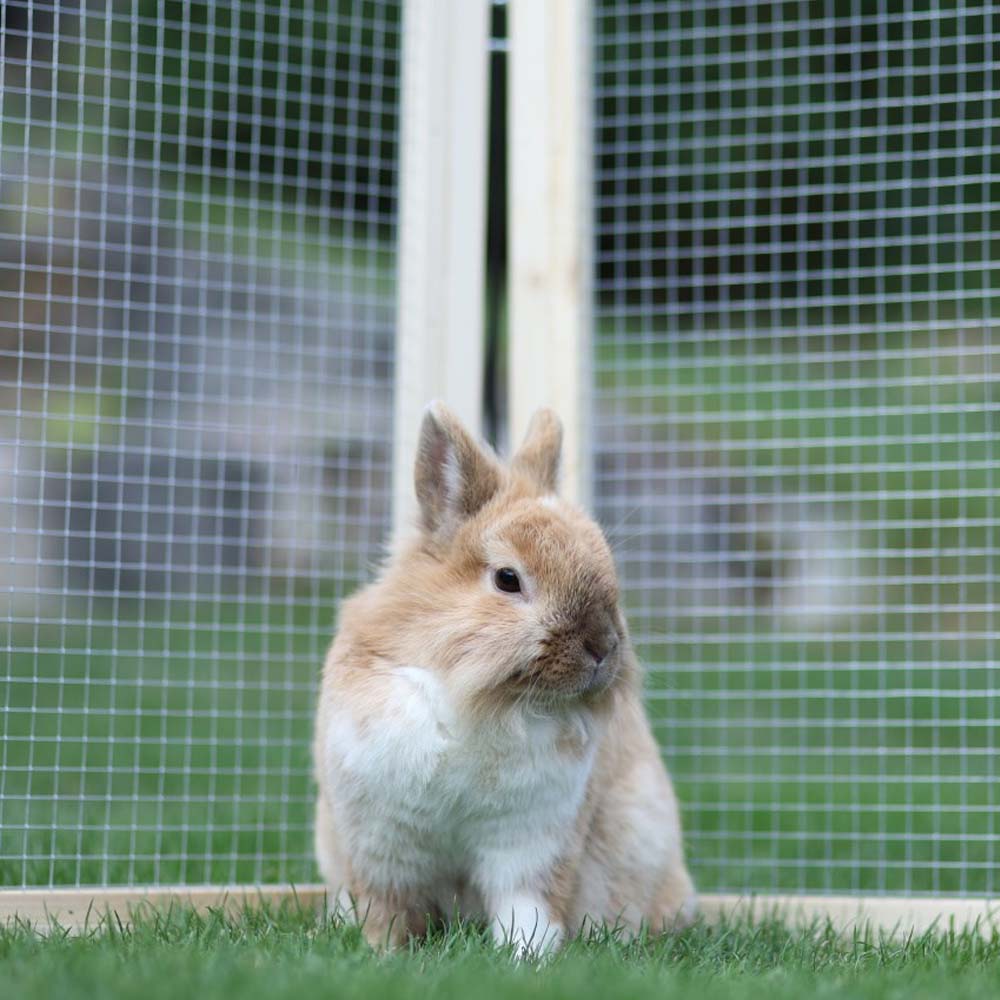 Recinto per Animali Vario da Esterno con Tetto e Rete