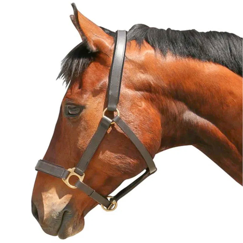 Cavezza Eco in Cuoio Resistente con Ferramenta in Ottone Pesante