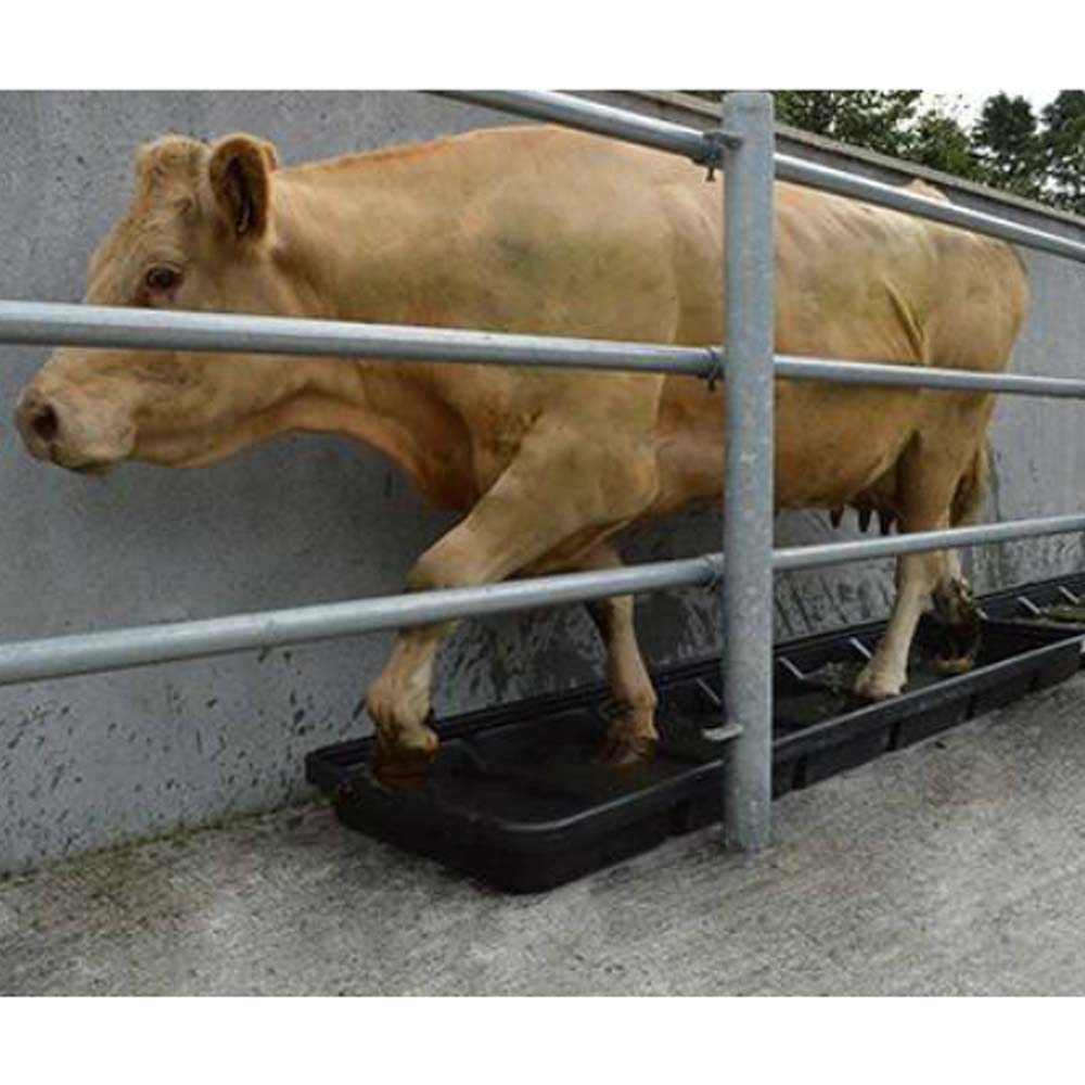 Bagno per Zoccoli Largo – Soluzione Efficace per Ovini