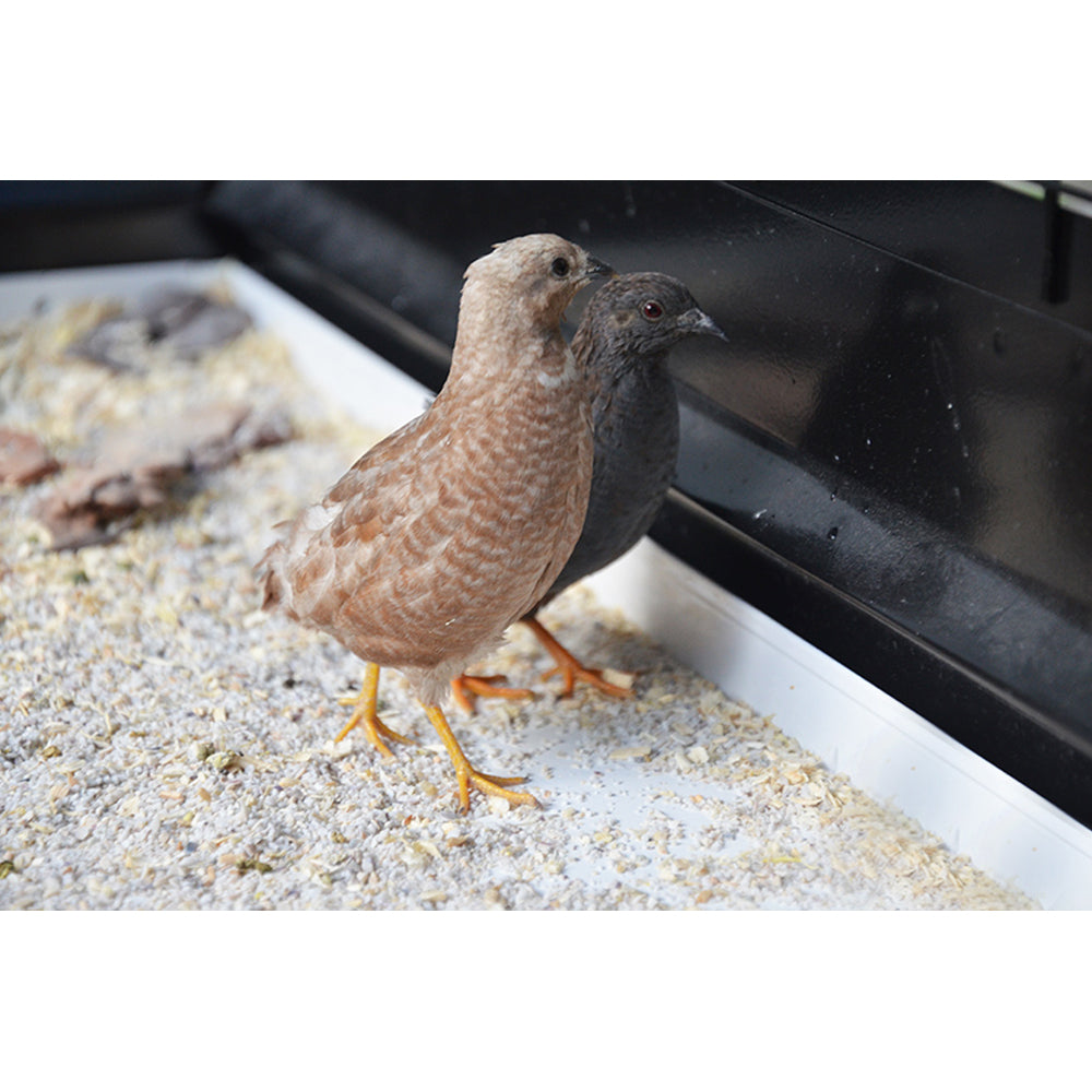 Voliera Duetto Blu gabbia spaziosa per piccoli uccelli