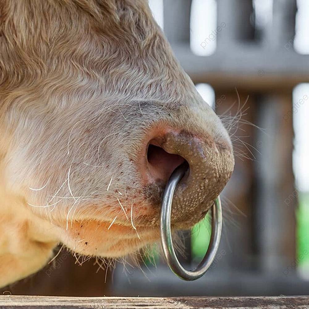 Anello nasale bovini a vite in metallo