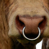 Nasenring für Rinder, verzinktes Metall
