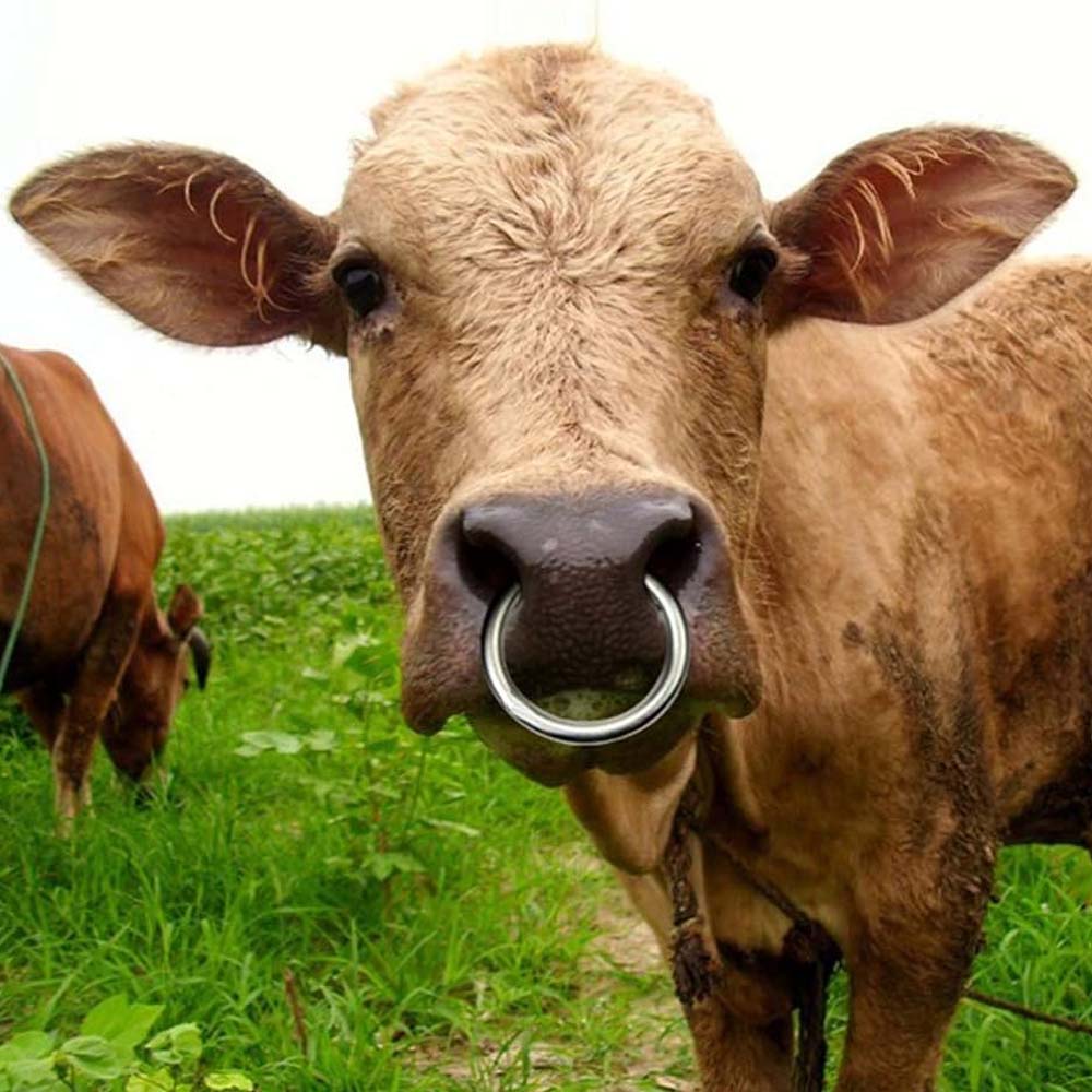 Nasenring für Rinder, verzinktes Metall