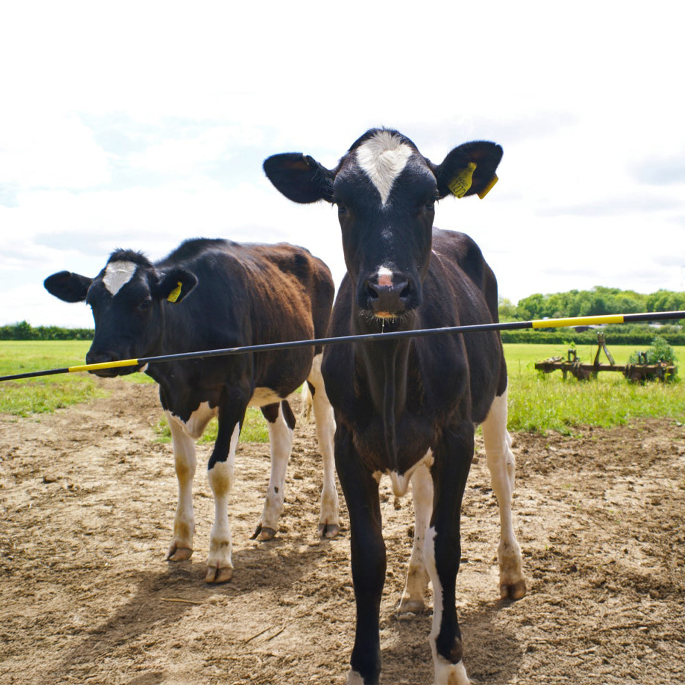 accessori recinzione bestiame