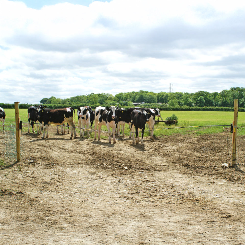 recinzione elettrificata bestiame