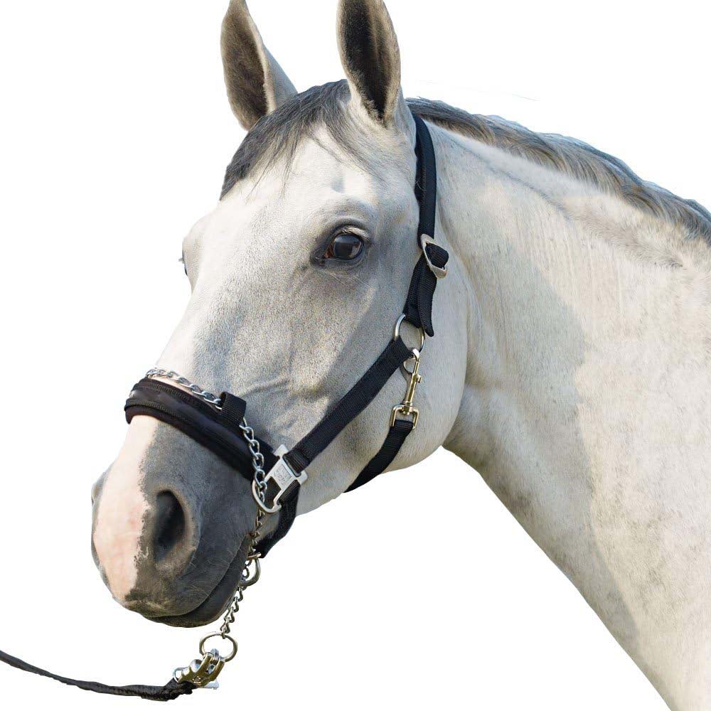 guinzaglio con catena