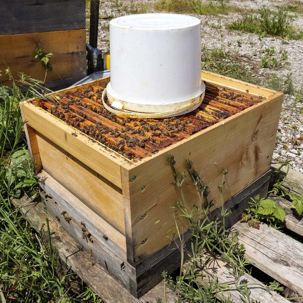 Secchio per l'alimentazione dell'alveare ApiNord® 5 litri