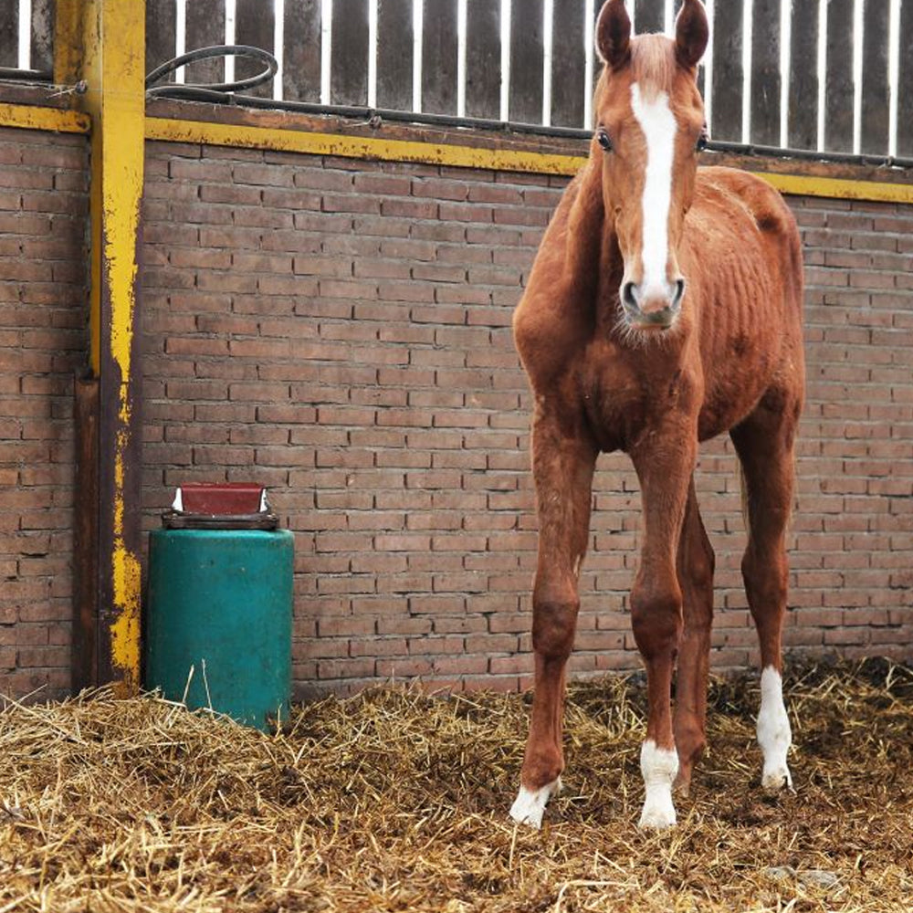 Suevia Abbeveratoio modello 43A