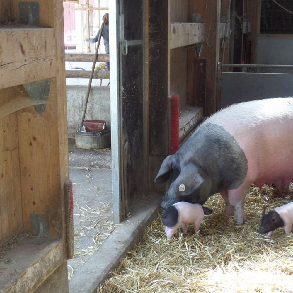 Suevia Abbeveratoio modello 43A