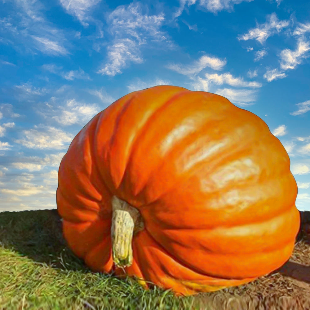 Lettera di semi di zucca - Girasole