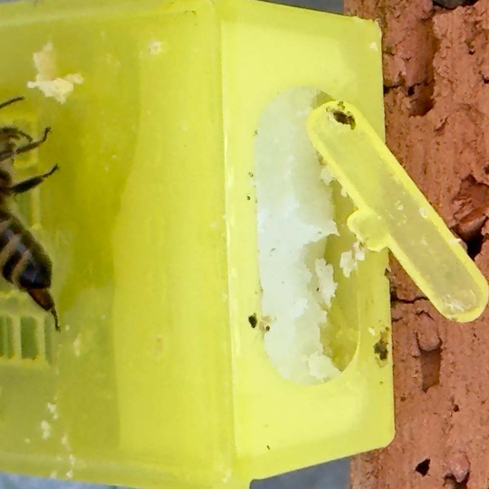 Gabbia apicoltura Nicot