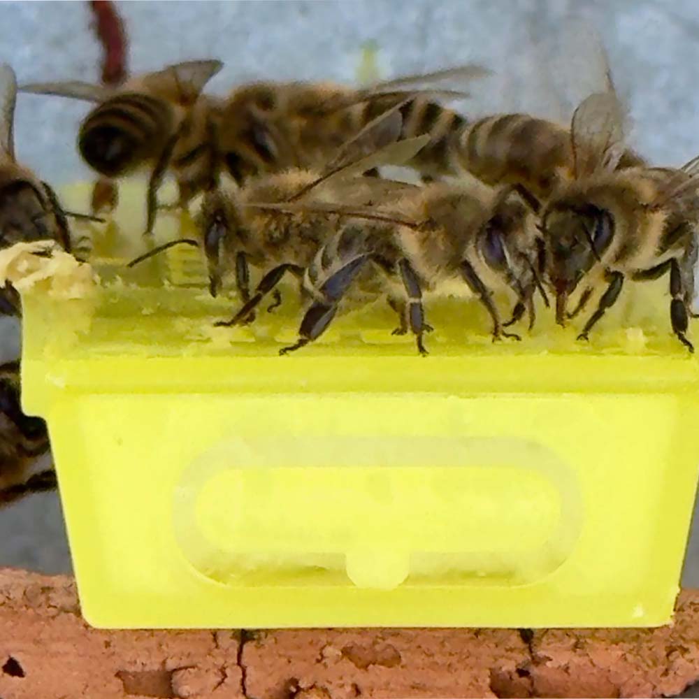 Gabbia apicoltura Nicot