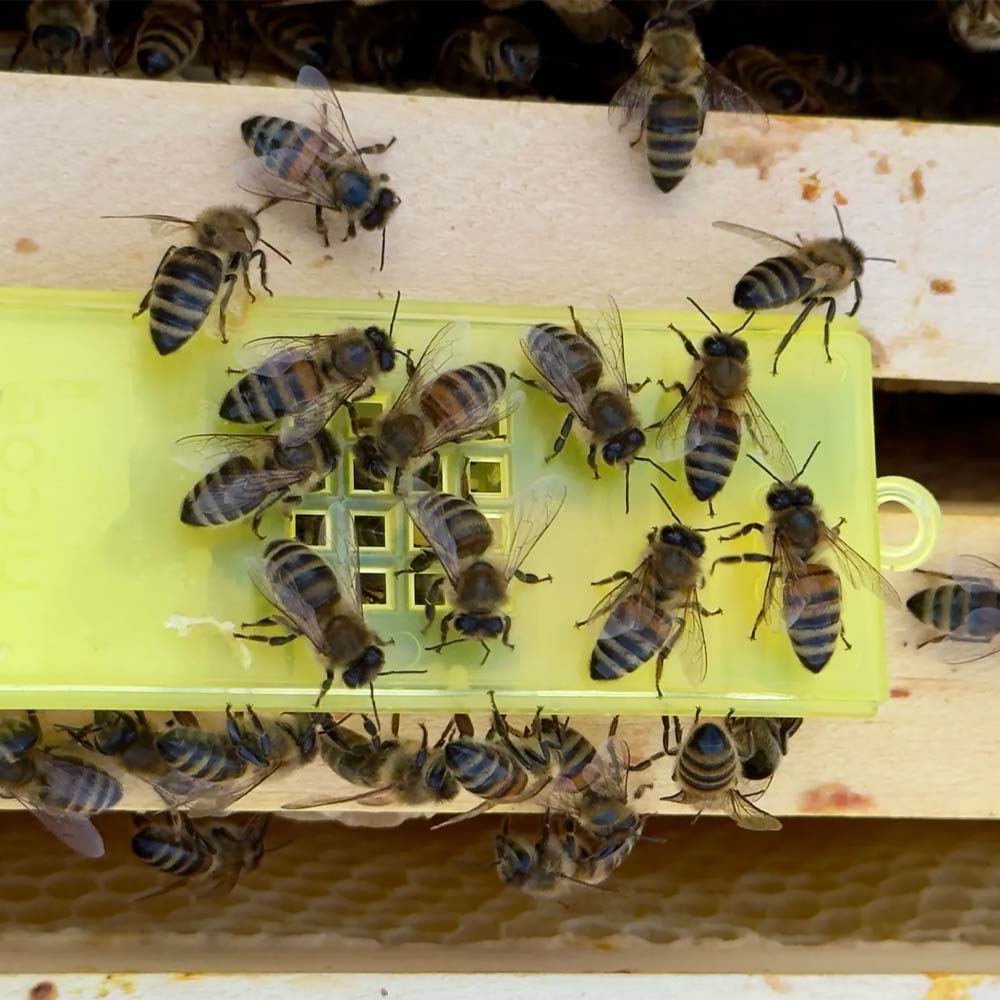 Gabbia apicoltura Nicot