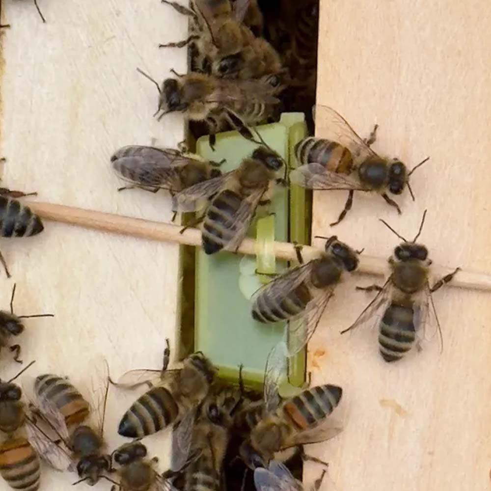 Gabbia apicoltura Nicot