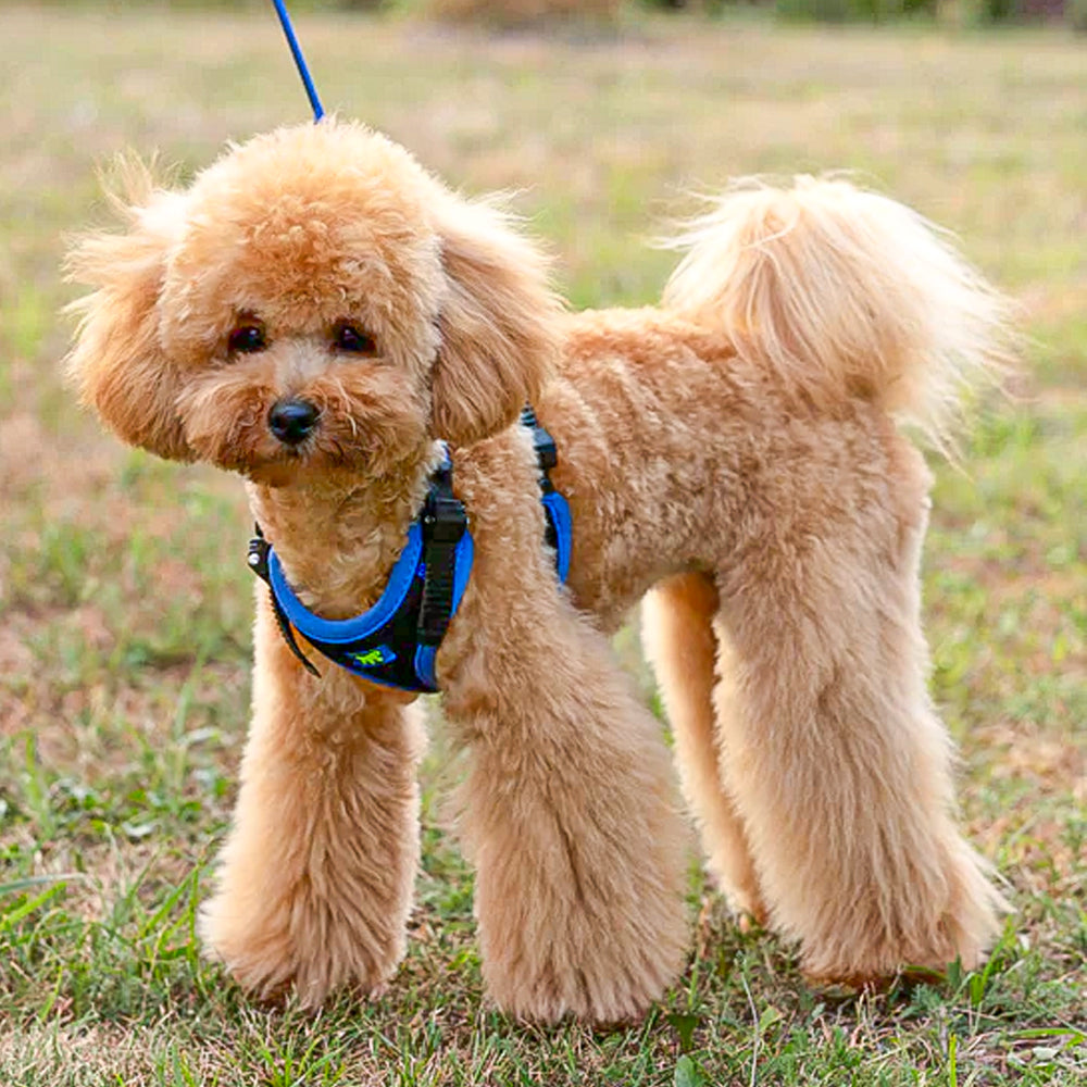 ERGOCOMFORT P - Pettorina Ergonomica con Microregolazione