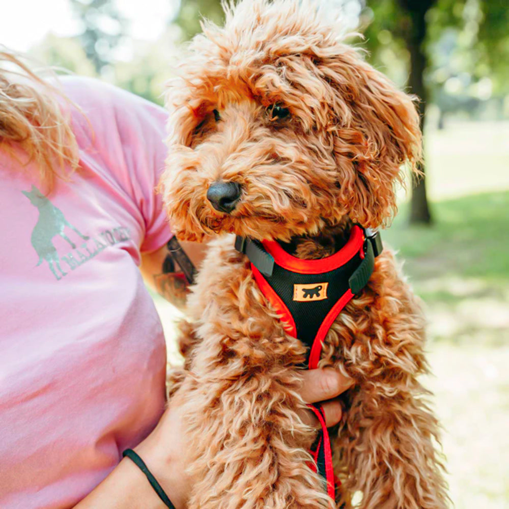 ERGOCOMFORT P - Pettorina Ergonomica con Microregolazione