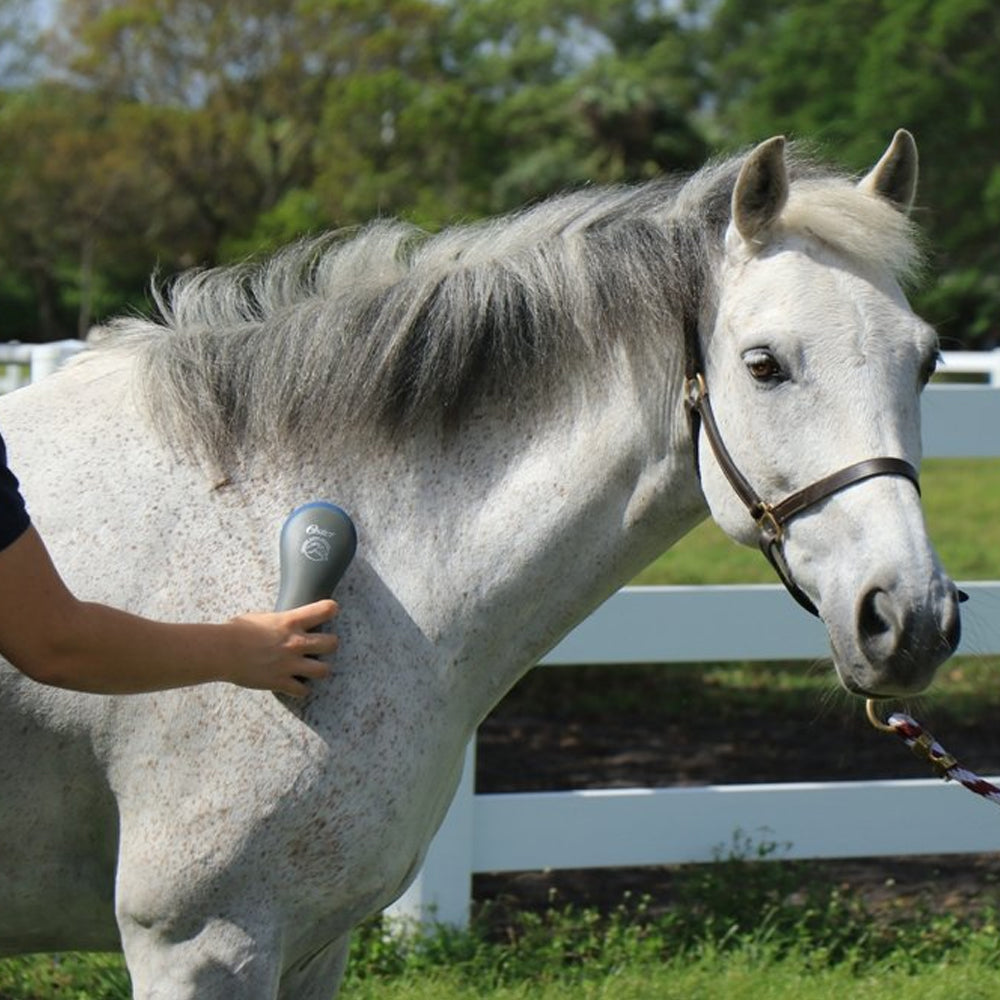 Oster spazzola lucidante