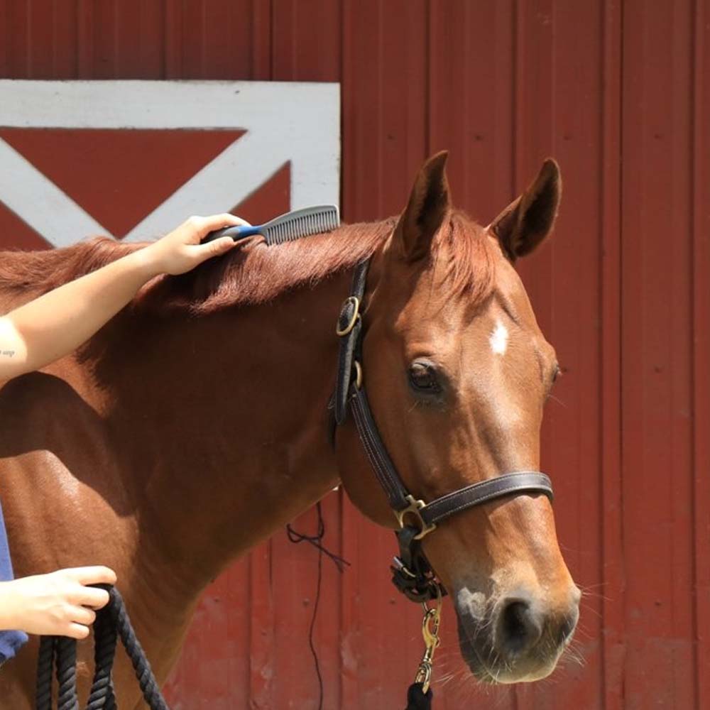 pettine lungo per cavalli