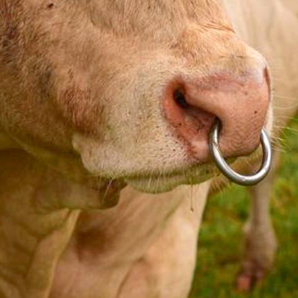 Viti Di Ricambio Per Anelli Toro