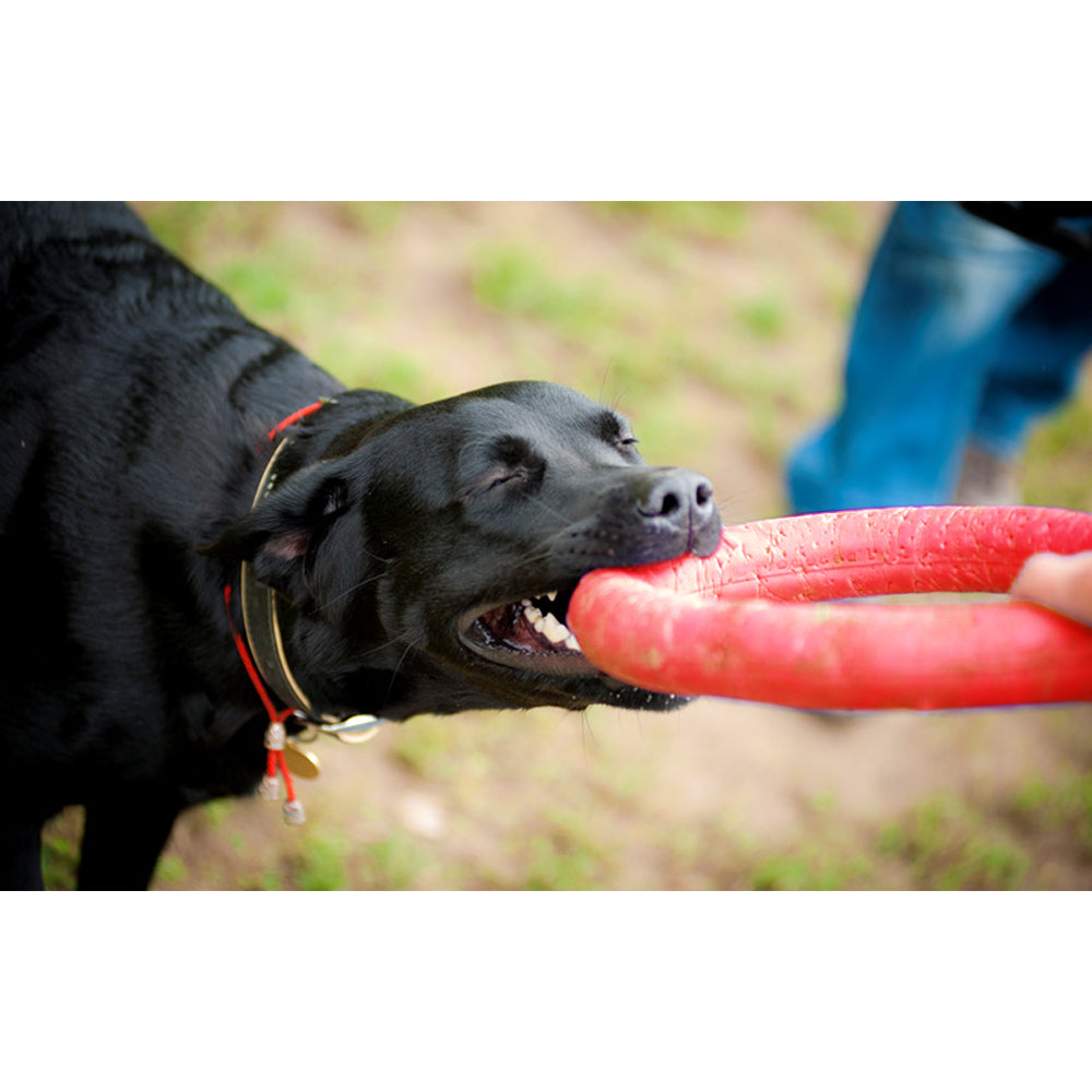 anello giocattolo per cani