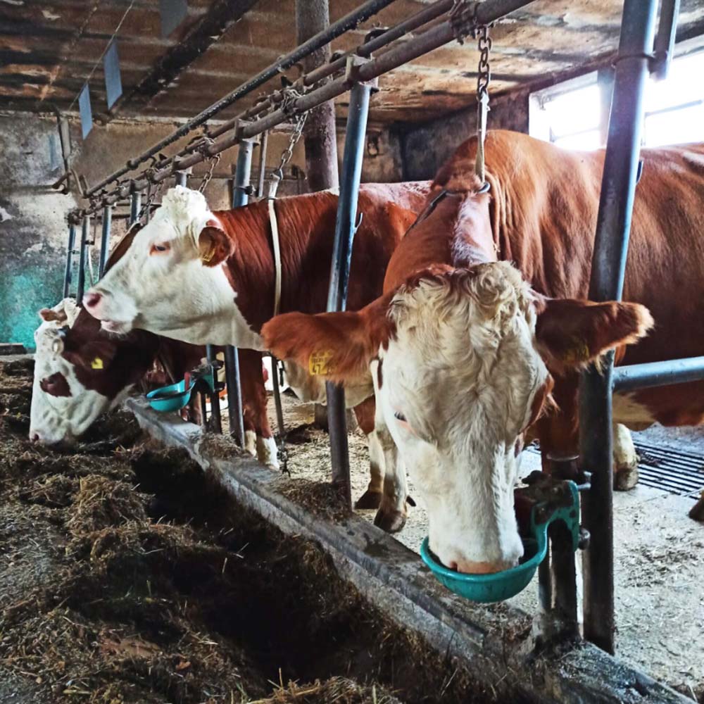 Abbeveratoio Modello 115 in Ghisa Smaltata Completa